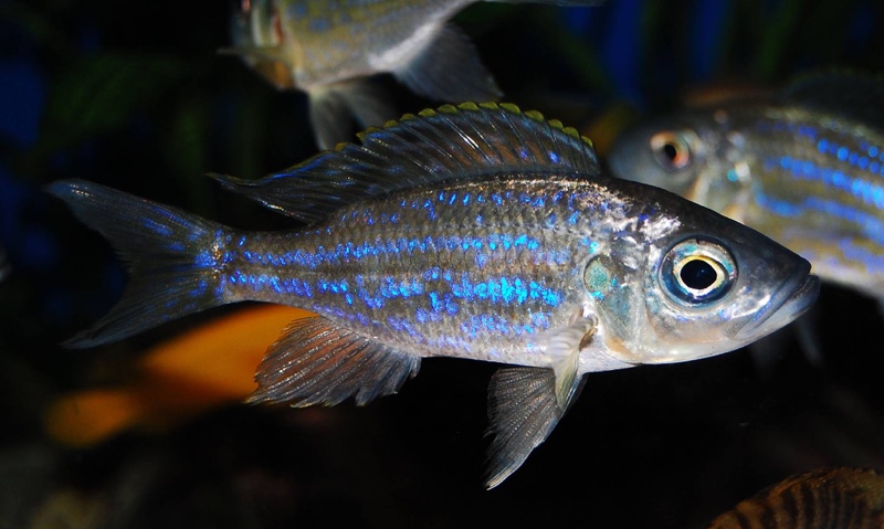 Aulonocranus dewindti